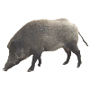 Wildschwein