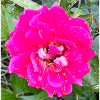 Rosa Rosenblüte