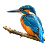 Eisvogel Aquarell