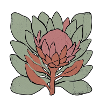 Protea in Schichten
