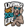 Weimaraner