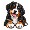 Berner Sennenhund Welpe