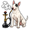Bull Terrier mit Shisha