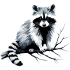 Waschbär