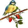 Bunter Vogel