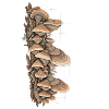 Bracket Study Farbpilz-Tee