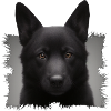 schwarzer schäferhund