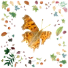 C-Falter mit Herbstlaub