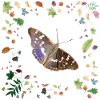 Kleiner Schillerfalter mit Herbstlaub