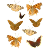Insekten Schmetterlinge
