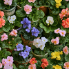 Blumenmosaik in bunten Töpfen