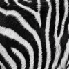 Minimalistisches Schwarz-Weiß-Zebra