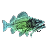 Röntgen Zander