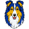 Collie