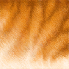 Orangetiger Fellmuster