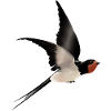 Schwalbe im Flug