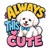 Bichon Frise