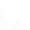 Chesapeake Bay Retriever