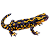 Leuchtender Flecken Salamander