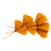 Herbstginkgo Blätter Muster
