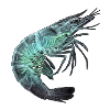 Röntgen Garnele Seafood
