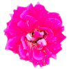 Pop Art Rose