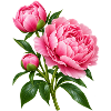 Rosa Pfingstrosenblütenstrauß