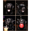 Hunde Labrador Hund