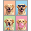 Hunde Labrador Hund