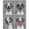 Hunde Deutsche Dogge Hund