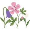 Blumen · Gartenfreunde · Tulpe