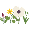 Blumen · Natur · Mohn