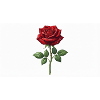 Rote Rose mit Tau-Tropfen