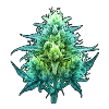 Röntgen Cannabis Blüte