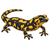 Feuersalamander