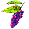 Bunte Weintrauben Illustration