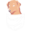 Chesapeake Bay Retriever
