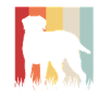 Chesapeake Bay Retriever