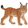 Luchs