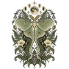 Mondblüte und Nachtfantasie-Motte