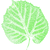 Haselnussblatt / Blätter & Natur - Botanisch