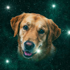 Weltraumhund Sternenpfote
