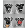 Hunde Mastiff Hund