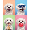 Hunde Malteser Hund