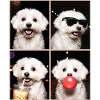 Hunde Malteser Hund