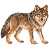 Wolf