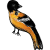 Crimson Robin auf Mitternacht