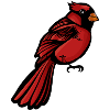 Crimson Cardinal auf Schwarz