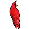 Crimson Cardinal auf Schwarz