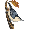 Herbst-Eichenkleiber